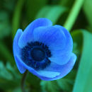 Blue Anemone